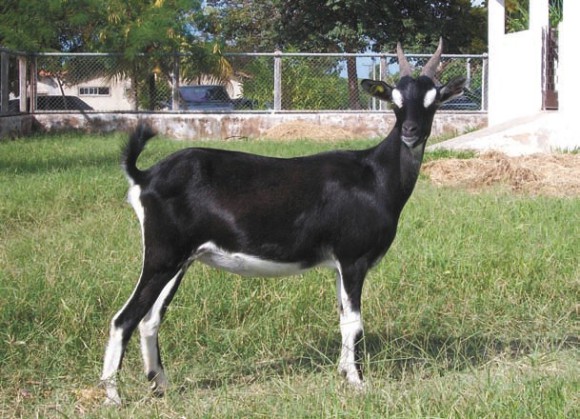 Бразильская трансгенная коза Камила. (фото И. Серовой)