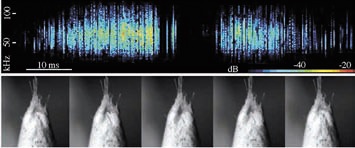 Стрекотание самки бражника Cechenena lineosa: спектрограмма и положение брюшка (рисунки из статьи)
