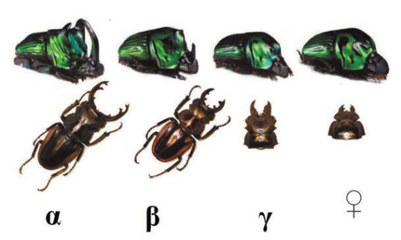 Рис. 2. Триморфизм самцов жуков-навозников Oxysternon conspicillatum (вверху) и рогачей Odontolabis cuvera (внизу). Альфа- и бета-формы отличаются относительными размерами рогов или челюстей. Гамма-самцы внешне напоминают самок (Rowland et al., 2009)