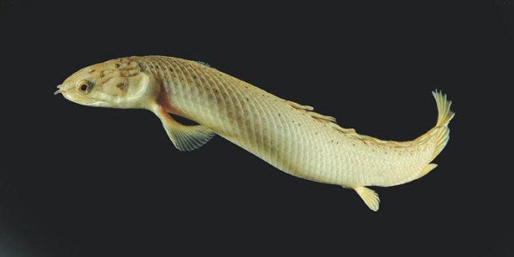 Рис. 1. Polypterus senegalus плывет (www.standenlab.com)