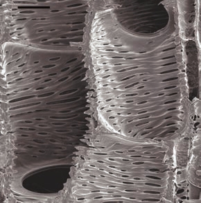 Членики сосудов в древесине южноафриканского зонтичного Glia prolifera под сканирующим электронным микроскопом