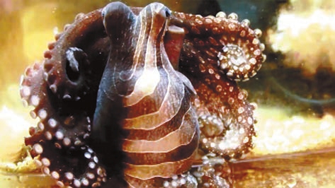 Большой тихоокеанский полосатый осьминог бывает окрашен весьма причудливо. www.calacademy.org