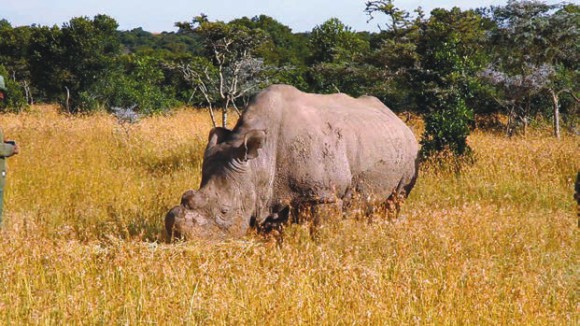 Судан. Рог носорога обрезан сотрудниками заповедника, чтобы защитить животное от многочисленных браконьеров. Фото: «Википедия»
