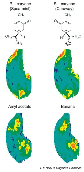 Пример трехмерной карты активности нейронов в обонятельной луковице, в которой закодированы несколько разных запахов (Anat Arzi, Noam Sobel "Olfactory perception as a compass for olfactory neural maps")
