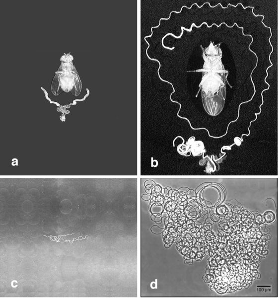 Рис. 1. Самец дрозофилы, его репродуктивный тракт (a, b) и единственный сперматозоид (c, d). Drosophila arizonae (a,c) и D. bifurca(b,d). Верхние и нижние фотографии сделаны с одинаковым увеличением (Lüpold et al., 2016, дополнение)