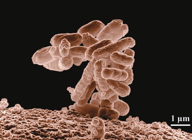 Бактерия Escherichia coli («Википедия»)