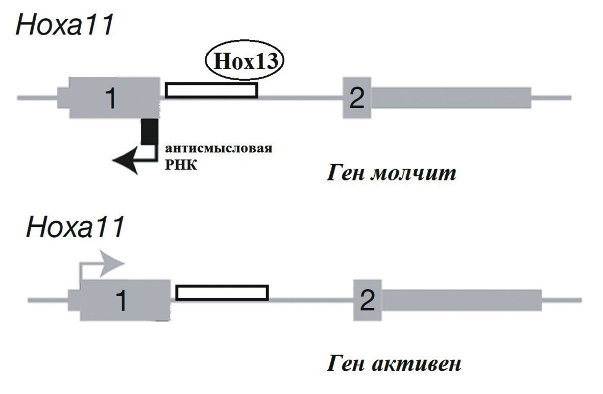 Рис. 3. Регуляция работы Ноха11. Белки Ноха13/Нохd13 взаимодействуют с энхансером, расположенным в интроне, и инициируют транскрипцию антисмысловой РНК, которая блокирует экспрессию гена. Цифрами обозначены экзоны