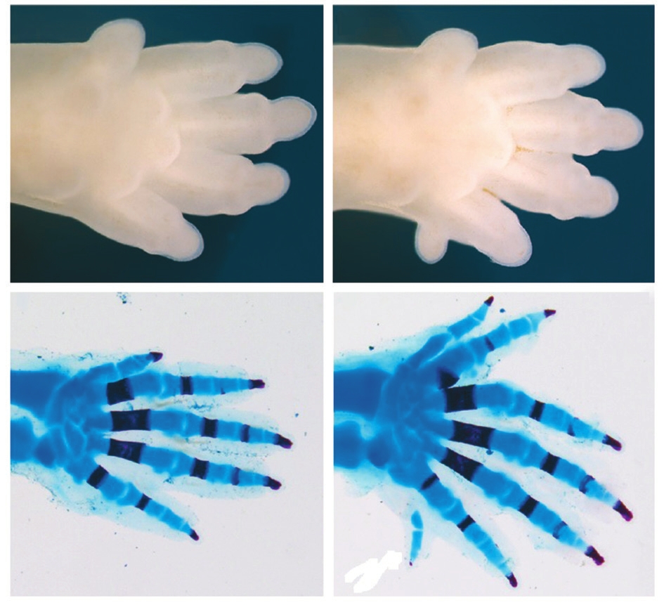 Рис. 4. У мышей на лапах по пять пальцев (слева), но, если ген Ноха11 активен в дистальной части будущей конечности, количество пальцев достигает семи (справа). Kherdjemil et al., 2016, с модификацией