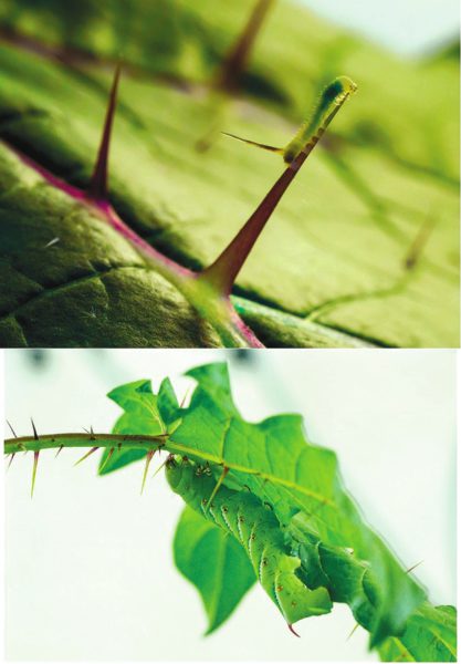 Рис. 3. Шипы на растении мешают ползать как большим гусеницам, так и маленьким (www.quantamagazine.org)