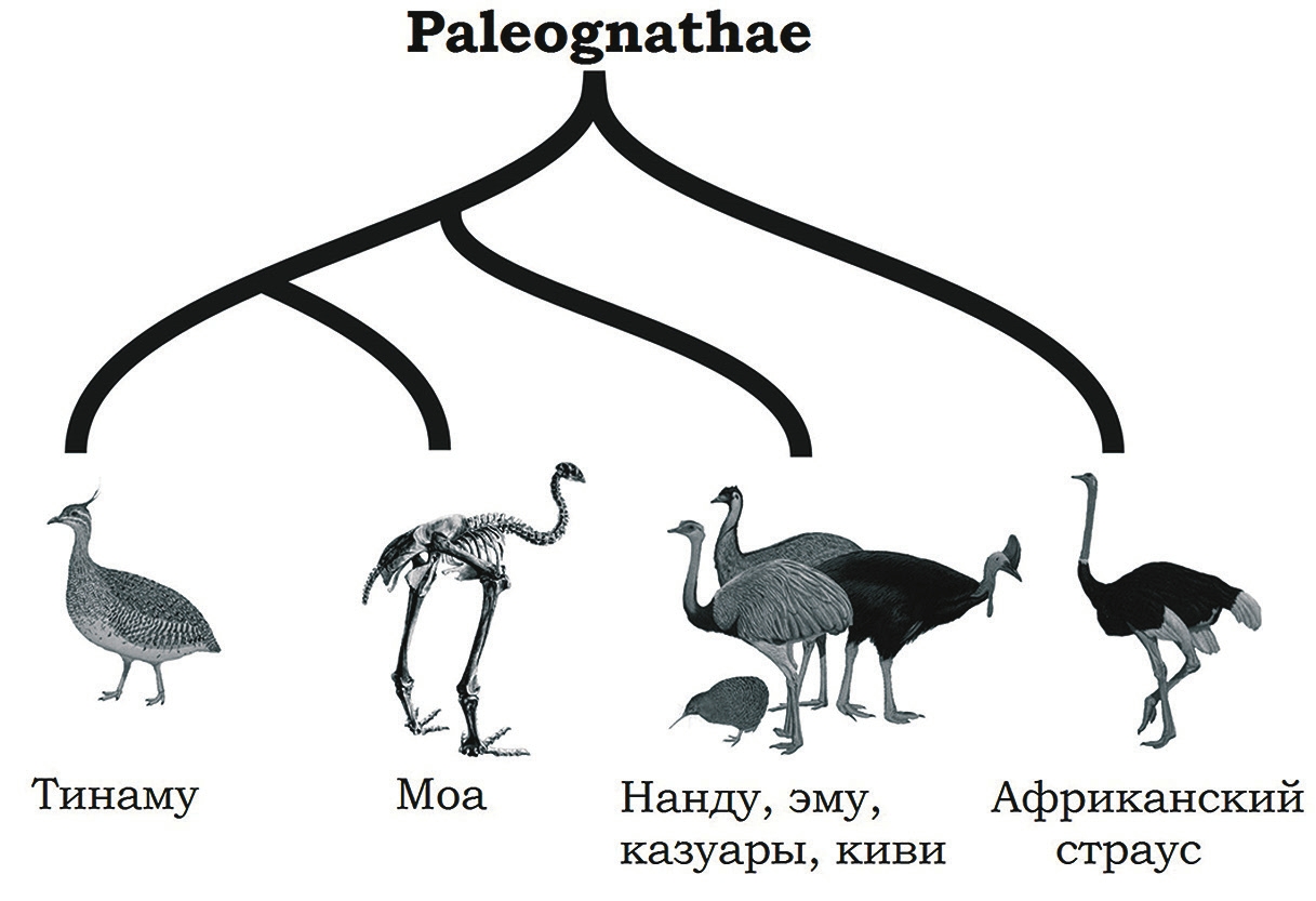 Рис. 1. Филогения Palaeognathae [2] с модификациями