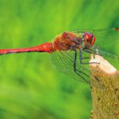 Стрекоза кроваво-красная (Sympetrum sanguineum)
