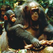 Рис. 3. Шимпанзе разбивает орех коулы, положив его на корень, а в качестве молотка использует толстую ветку. В других группах обезьян молотком может служить камень, а наковальней — бревно (www.cell.com)