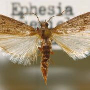Мельничная огневка (Anagasta kuehniella) («Википедия»)