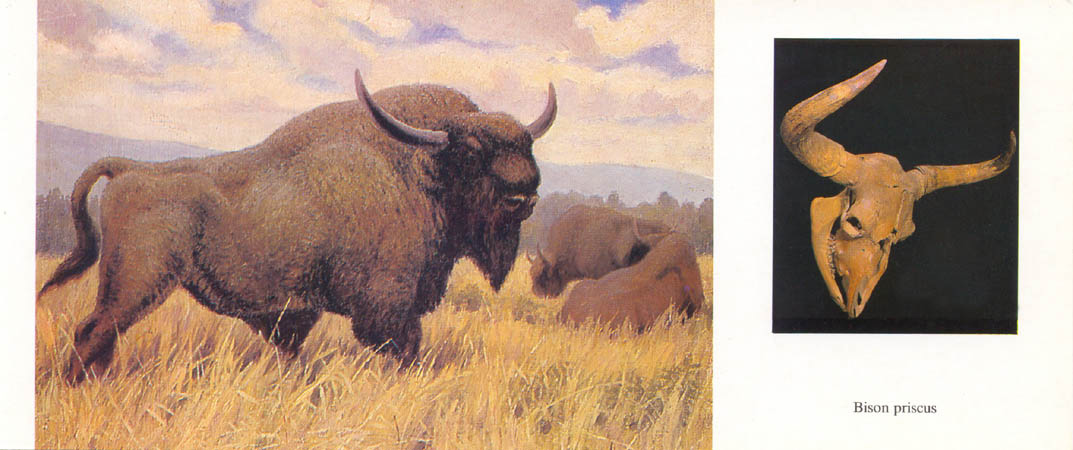 К. Флёров. Ископаемый бизон; череп Bison priscus (илл. из книги «По страницам животного мира». М., 1989)