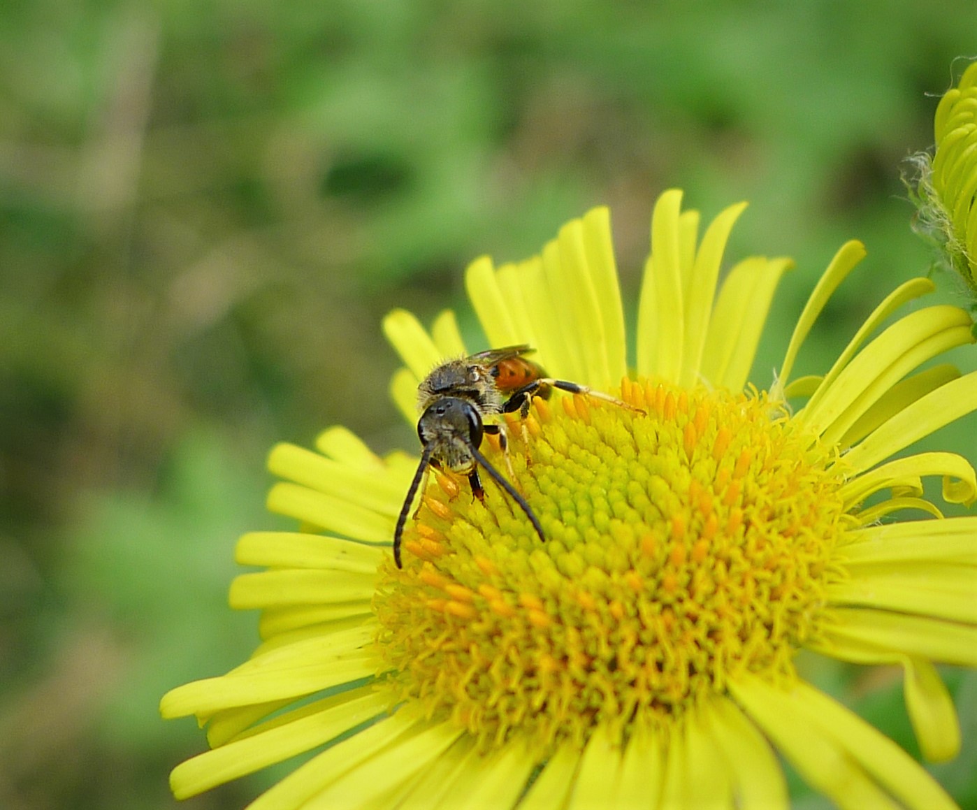 Рис. 1. Пчела Lasioglossum albipes на любимом цветке («Википедия»)
